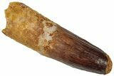 Fossil Spinosaurus Tooth - Real Dinosaur Tooth #312952-1
